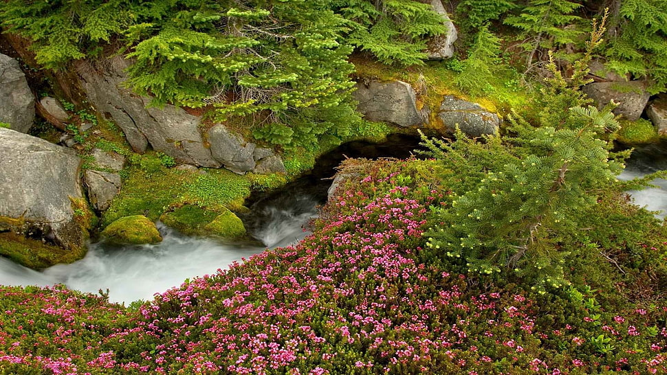 bed of pink flowers HD wallpaper