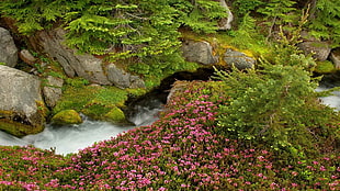bed of pink flowers