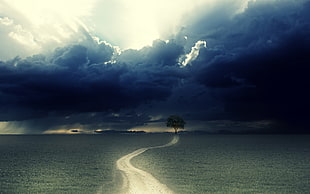 black tree, clouds, trees, road