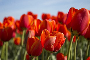 shallow focus photography shot of tulips
