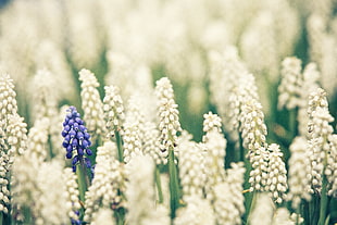 photo of white and purple flowers