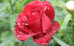 close up photography of red rose with water droplet