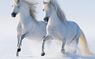two horses, horse, couple, animals HD wallpaper