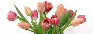 peach and pink tulips flowers HD wallpaper