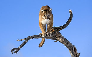 brown wild cat taking off from a tree branch HD wallpaper