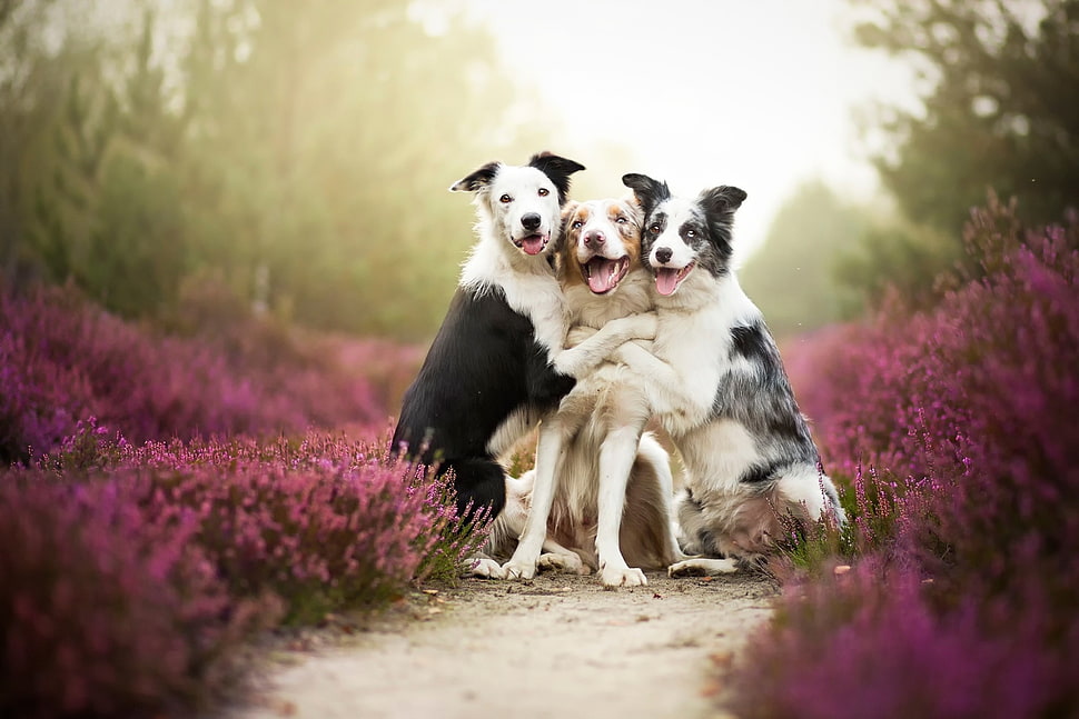 three dogs sitting between in lavender field during daytime HD wallpaper