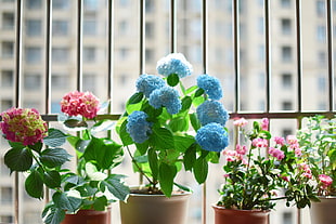 photo blue and pink potted flowers with pot during daytime