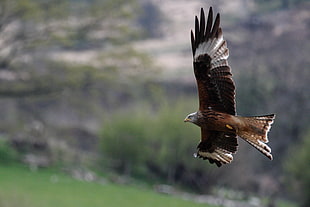 brown and white Hawk flying, red kite HD wallpaper