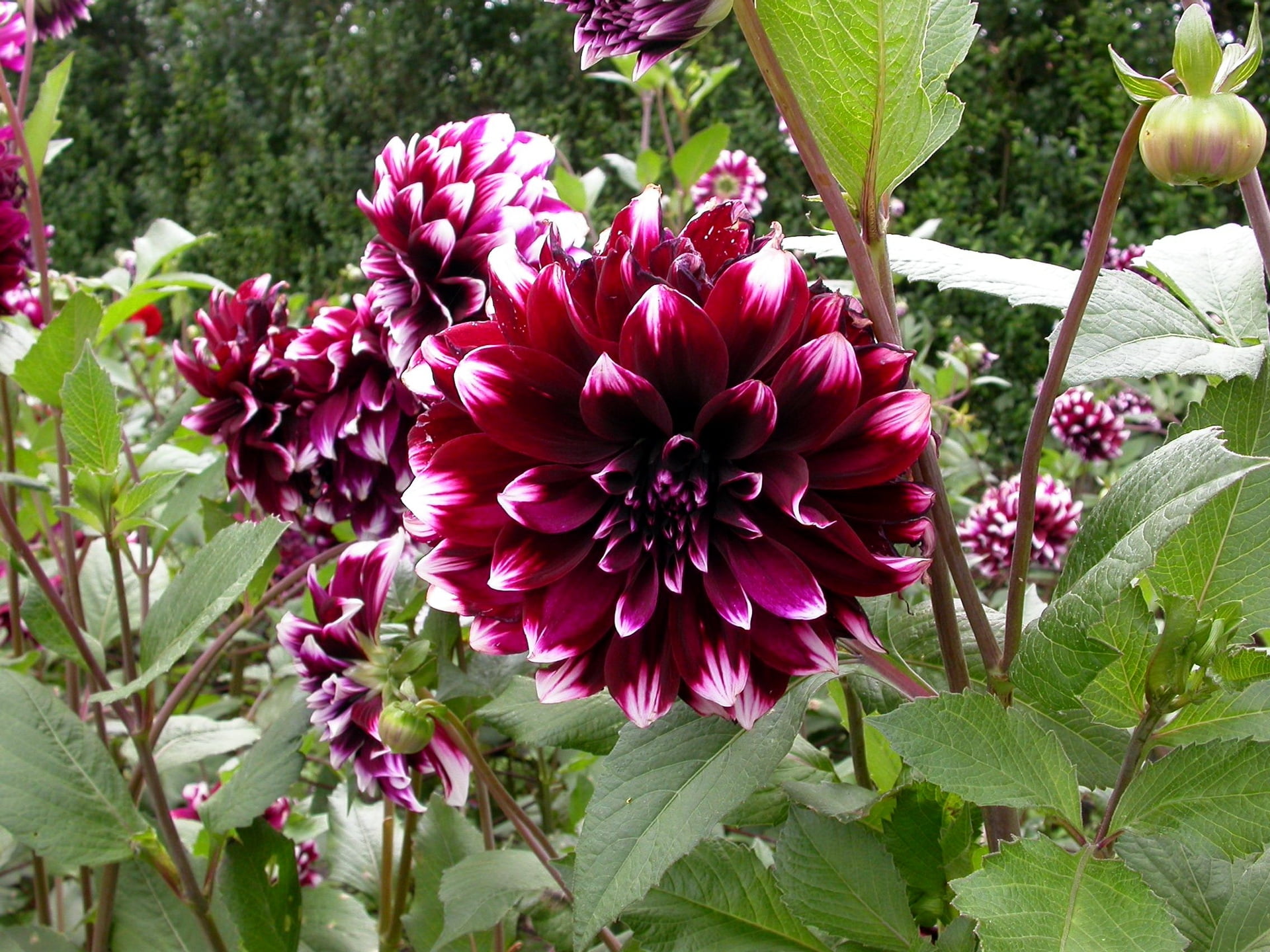 selective focus of pink mump flowers