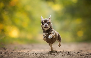 shallow focus photography of black and brown Chihuahua running on soil, dog, animals