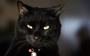 bombay cat selective focus photography