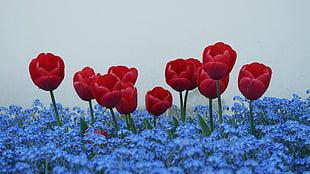 red flowers above purple bed of flowers