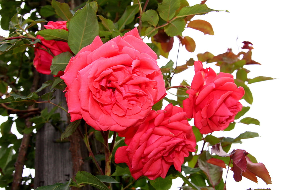 closeup photography of pink Roses HD wallpaper