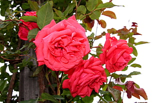 closeup photography of pink Roses