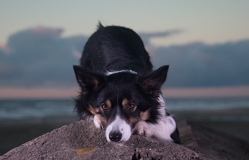 tricolor Border Collie HD wallpaper