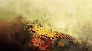 Gulf fritillary butterfly painting