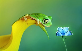 selective focus photography of green tree frog perched on yellow flower petal in front of common blue butterfly