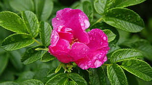 pink wild rose flower in bloom at daytime HD wallpaper