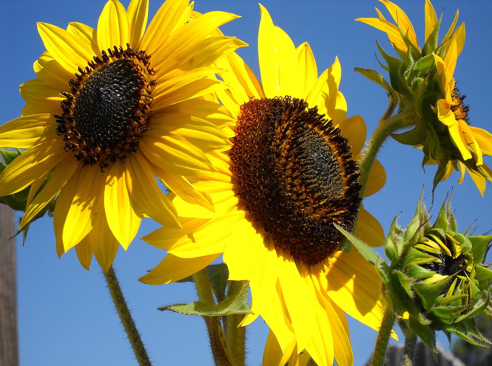 photography of yellow sunflowers HD wallpaper