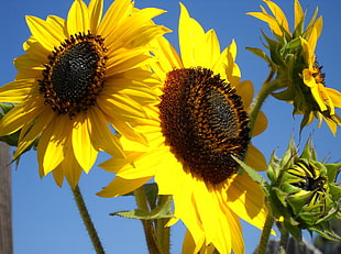 photography of yellow sunflowers