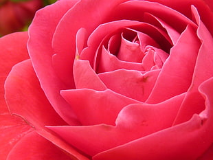 macro photography of a pink rose HD wallpaper