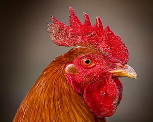 red rooster head HD wallpaper