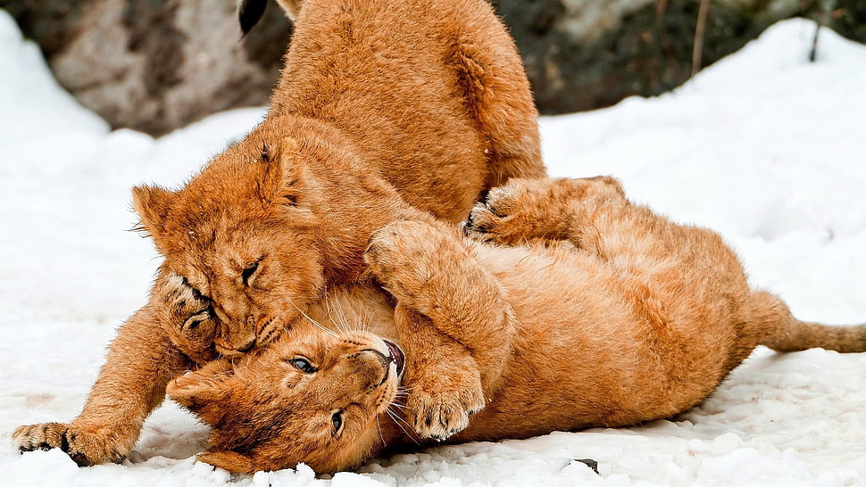 two lion cubs, lion, baby animals, animals, snow HD wallpaper