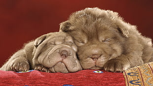 two short-coated beige puppies sleeping on red textile