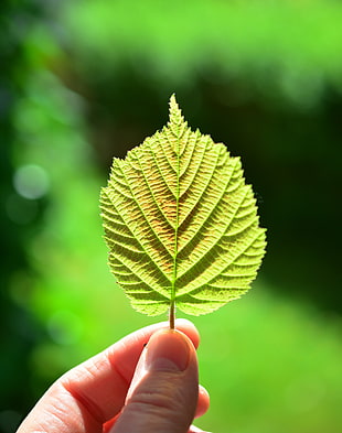 shallow focus photography of green leaf HD wallpaper