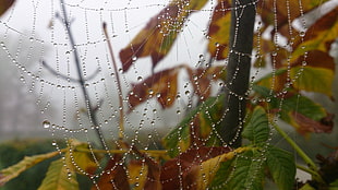 cobweb, nature, spider, spiderwebs, water drops HD wallpaper