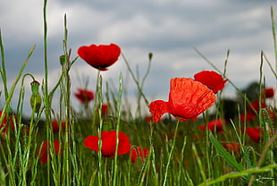 red poppies flower on field under cloudy sky