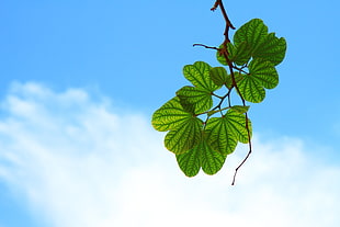 green leaves under white blue cloudy sky HD wallpaper