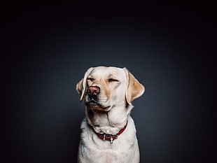 animal, dog, pet, labrador HD wallpaper