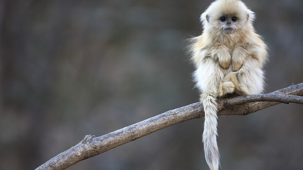 brown monkey, animals HD wallpaper