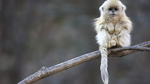 brown monkey, animals