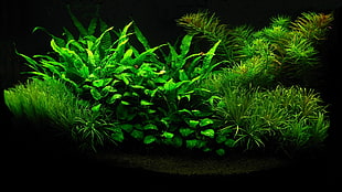 green leafed plant, Planted Tank, plants, green, leaves HD wallpaper