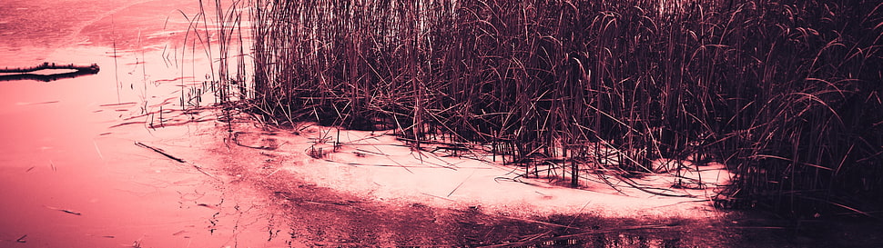 brown grass, dual monitors, multiple display HD wallpaper