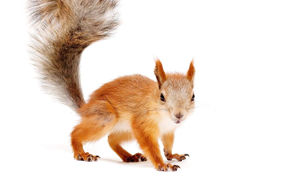 brown squirrel HD wallpaper