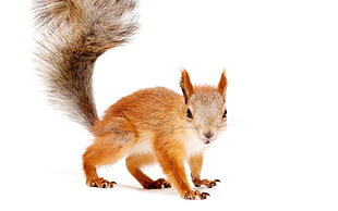 brown squirrel
