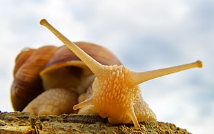 closeup photography of brown snail during daytime HD wallpaper