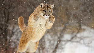 brown lioness jumped in mid air while snowing
