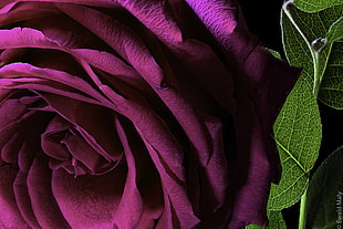 purple rose in macro shot photography