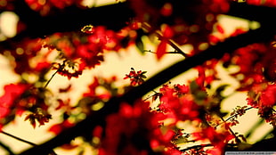 red leaves, nature, branch, plants, leaves