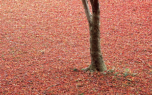 dries leaves on ground