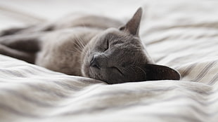 short-coated gray cat, photography, cat, bed, sleeping