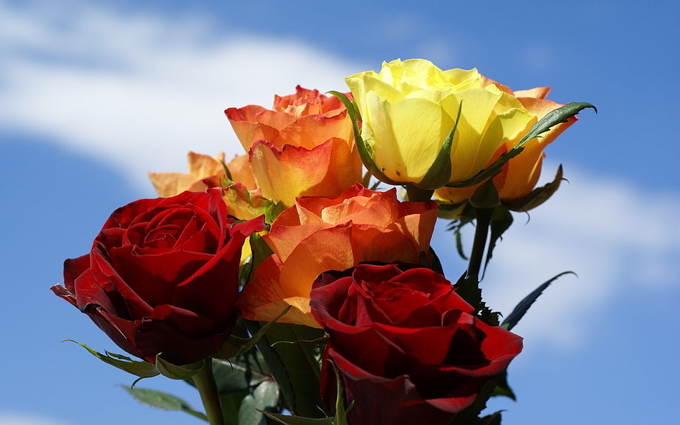 closeup photo of red and yellow Rose flowers HD wallpaper