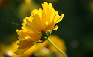 yellow daisy, flowers