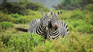 two adult zebras, zebras, landscape
