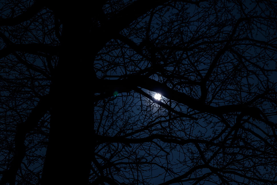 black and white floral textile, moonlight, dark tree HD wallpaper