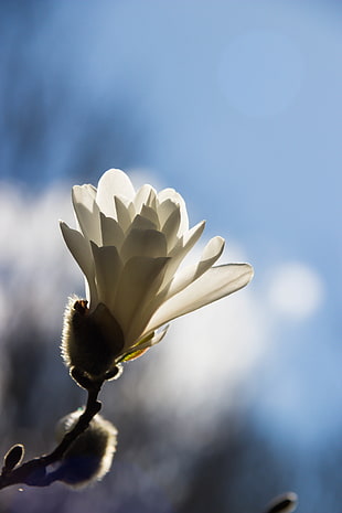close up focus photo of a white-petaled flower, magnolia